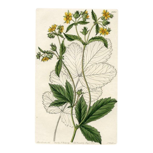 Wood Beauty Print, Antique Botanical Print, Hand-Colored Engraving, 1833, England For Sale