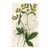 Wood Beauty Print, Antique Botanical Print, Hand-Colored Engraving, 1833, England For Sale
