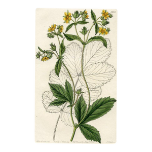 Wood Beauty Print, Antique Botanical Print, Hand-Colored Engraving, 1833, England