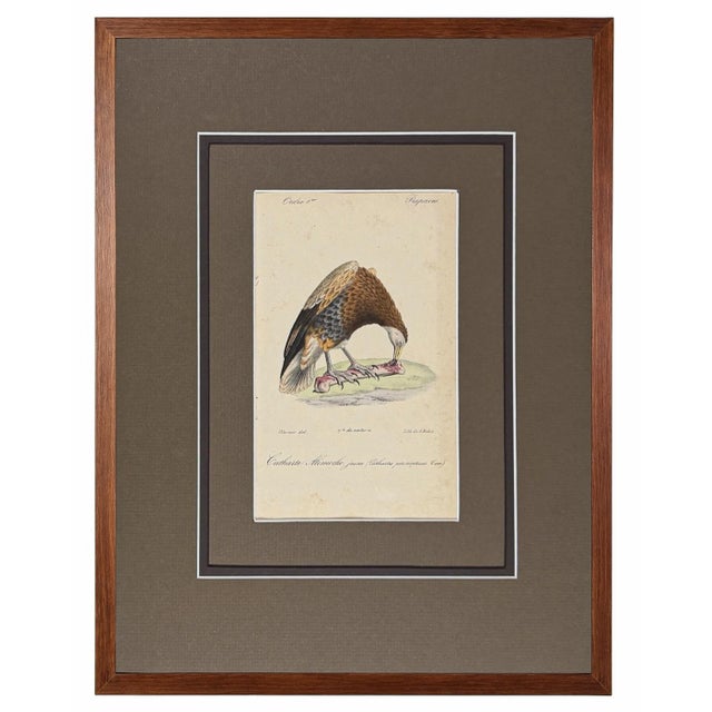 1828 French Raptor Gallery by Jean-Charles Werner | Set of 6 Hand-Colored Lithographs, Framed For Sale In Columbus - Image 6 of 12