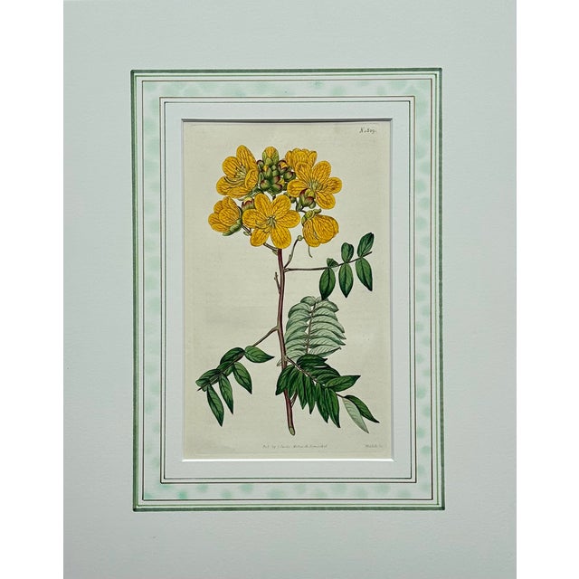 Illustration Cassia, Viburnum and Creeping Violet Phlox Botanicals by Curtis (Set of 3) For Sale - Image 3 of 8