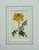 Illustration Cassia, Viburnum and Creeping Violet Phlox Botanicals by Curtis (Set of 3) For Sale - Image 3 of 8