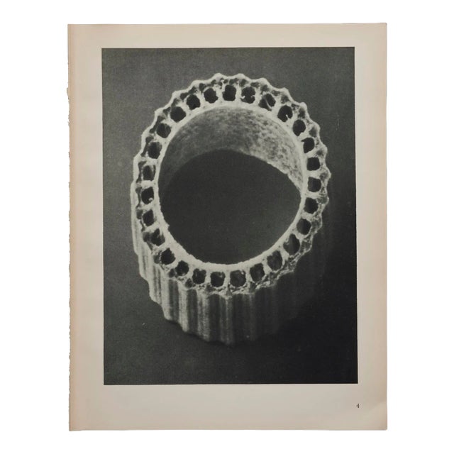 Original Karl Blossfeldt Photogravure Botanical Print For Sale