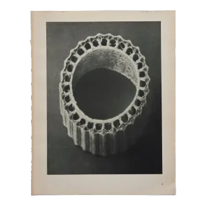 Original Karl Blossfeldt Photogravure Botanical Print