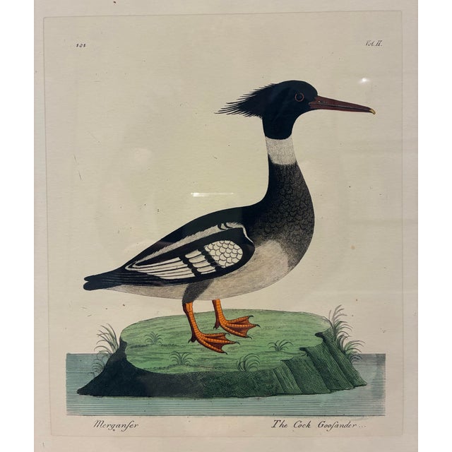 A beautifully detailed ornithological print depicting the male Goosander, also known as the Common Merganser, in the...
