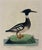 A beautifully detailed ornithological print depicting the male Goosander, also known as the Common Merganser, in the...