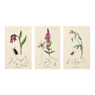 Rare Antique John Curtis Botanical & Insect Engravings, C. 1825, Three Prints For Sale