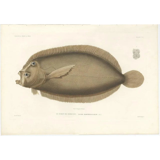 Antique Print of the Marquises Turbot (Passer marchionessarum) – Hand-Colored Lithograph, 1846 This beautifully detailed...