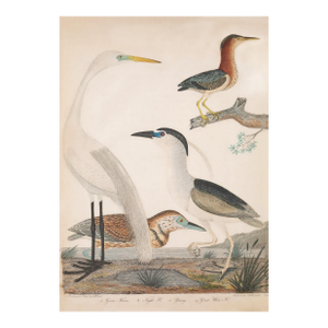 Large Antique Reproduction Coastal Bird Print, 1800s, 40" X 50"