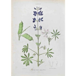 Vincenzo Tenore, Lupine Vario, Lithograph, 1870s For Sale
