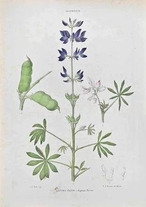 Vincenzo Tenore, Lupine Vario, Lithograph, 1870s