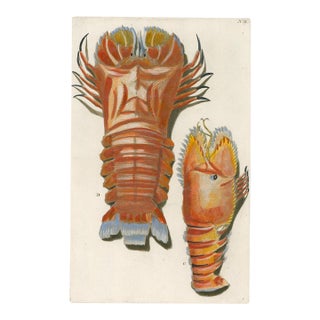 Georg Wolfgang Knorr – Lobster & Crustacean Studies – 18th-Century Engraving with Modern Hand Coloring – Plate II For Sale