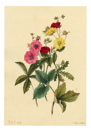 E.B.R, Cinquefoils (Potentilla) Flower, 1834, Watercolour