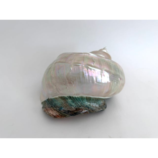 Shell Rare Mother-of-Pearl Turbo Marmoratus Shell For Sale - Image 7 of 10