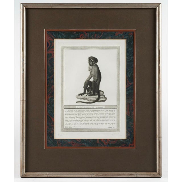Wood 19th-C. French Monkey Engravings Nicolas Henri Jacob - Jacob’s Monkeys - Framed & Matted - Set of 6 For Sale - Image 7 of 10