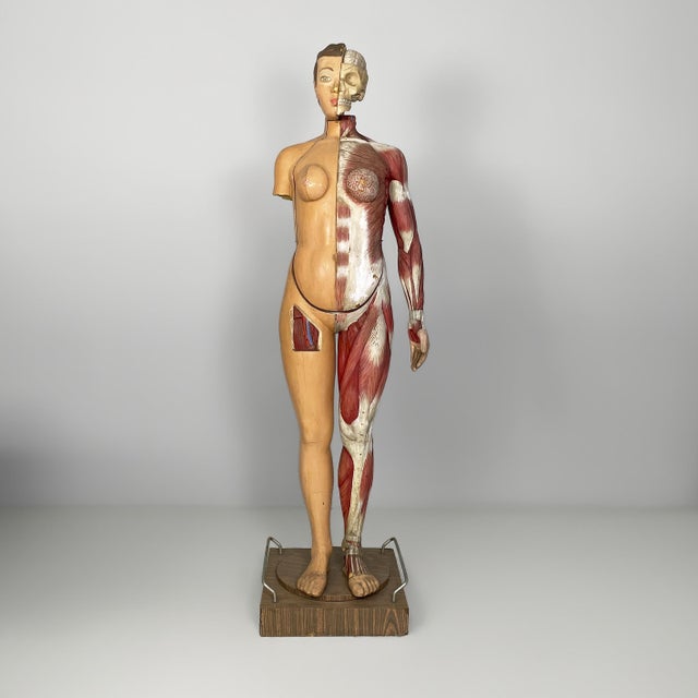 Italian anatomical mannequin, 1960s Anatomical mannequin in wood and foam rubber. It features an asymmetrical breakdown of...