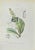 Lithograph hand watercolored. Belongs to the Series "Atlante di Botanica popolare ossia Illustrazione di Piante Notevoli...