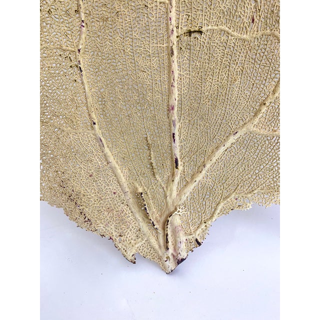 Massive Ivory Sea Fan For Sale - Image 4 of 5