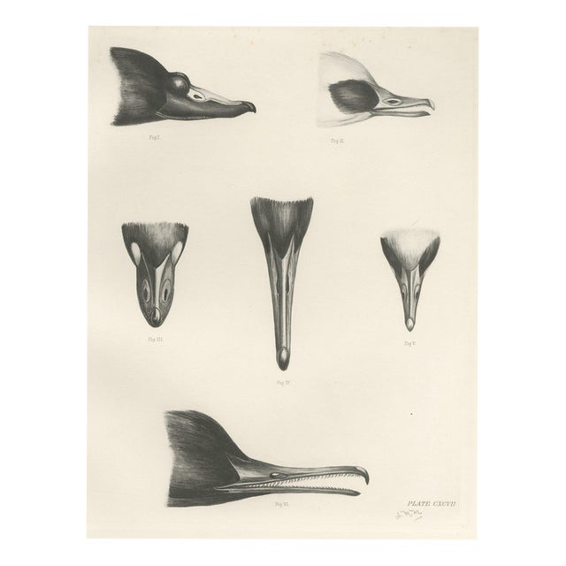 Lilian Marguerite Medland, Bills of the Sawbills and Sea Ducks, 1909, Print For Sale