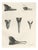 Lilian Marguerite Medland, Bills of the Sawbills and Sea Ducks, 1909, Print For Sale