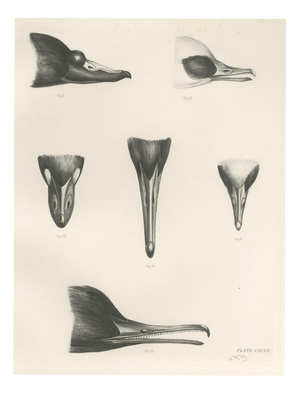 Lilian Marguerite Medland, Bills of the Sawbills and Sea Ducks, 1909, Print