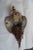 Taxidermy Pheasant Drinking From Crown Royal Bottle For Sale - Image 4 of 9