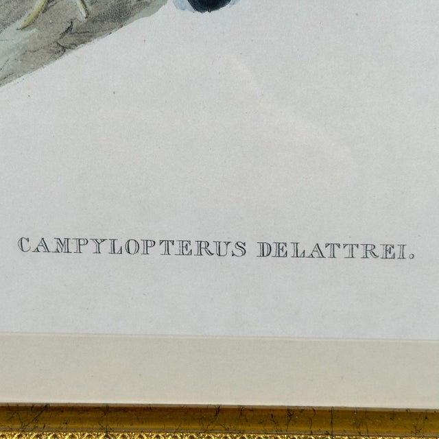 Antique John Gould 1850s Hand Colored Hummingbird Lithograph Campylopterus Delattrei Custom Framed For Sale - Image 10 of 14