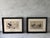 Framed Antique Colored Print From Oliver Goldsmith's "A History of the Earth and Animated Nature" For Sale - Image 11 of 11