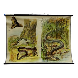 Vintage Adder / Grass Snake Pull Down Wall Chart For Sale