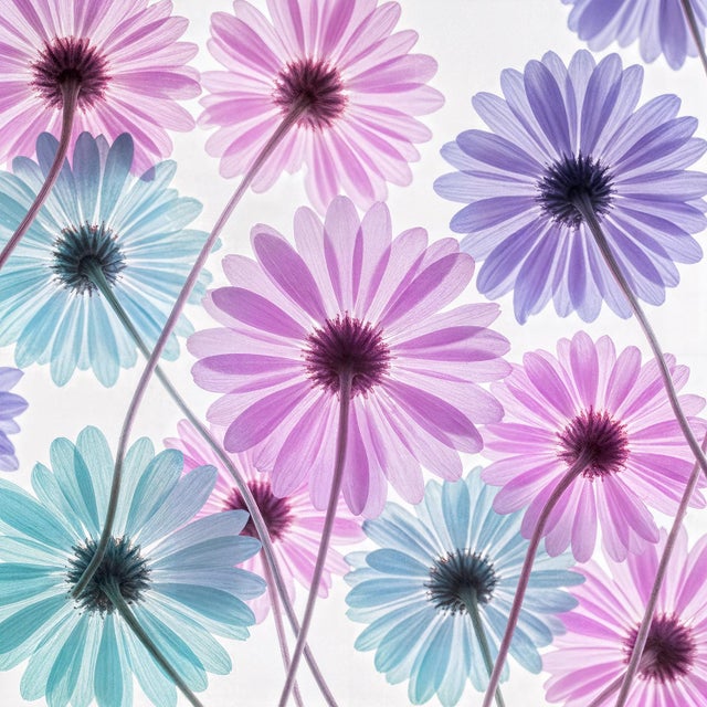 Translucent 33, Photograph by Michael Filonow For Sale