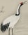 Vintage Japanese crane artwork reproduced from a historical source and refined for modern printing. The elegant crane...