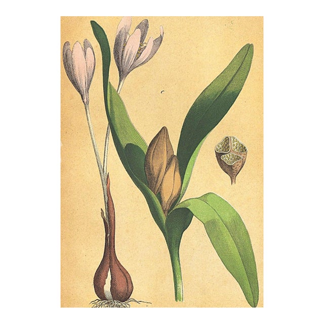 1860's French Antique Botanical Chromolithograph-Autumn CROCUS-Documentation, Matted For Sale