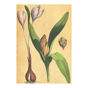 1860's French Antique Botanical Chromolithograph-Autumn CROCUS-Documentation, Matted