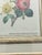 Small vintage Chromolithograph by P.J.Redoute in nice frame.