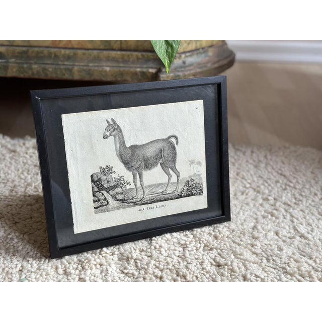 Biedermeier Artist, The Llama, 1831, Lithograph, Framed For Sale - Image 3 of 17