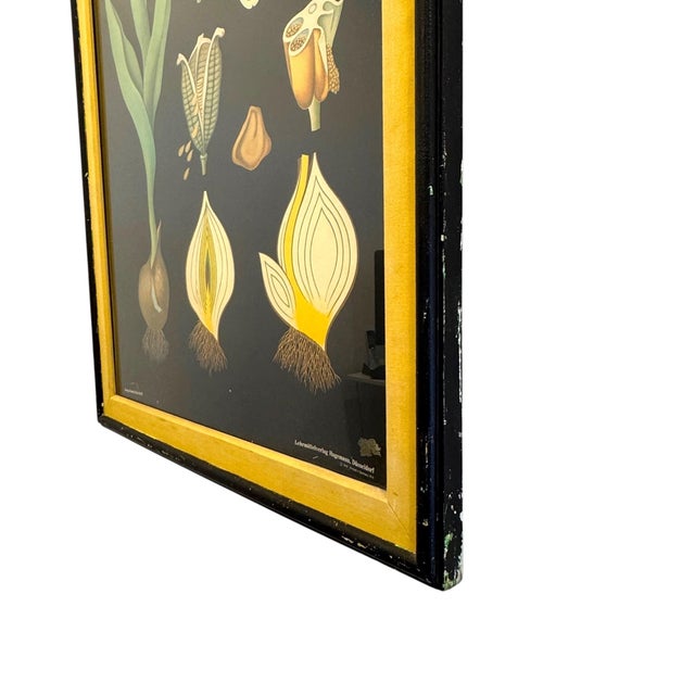 Jung Koch Quentell Large Framed Jung Koch Quentell Tulip Botanical Chart With Original Frame and Mat, West Germany, 1974 For Sale - Image 4 of 9