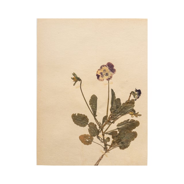 1930s Vintage Swedish Herbarium - Viola, Circa 1938 For Sale - Image 5 of 5