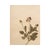 1930s Vintage Swedish Herbarium - Viola, Circa 1938 For Sale - Image 5 of 5