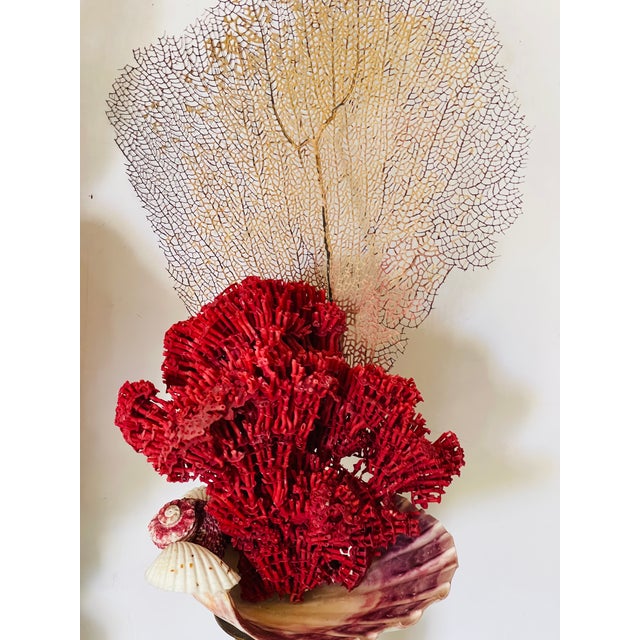 Gorgeous Pair of Sea Marine Assemblage on 19 Th C Brass Stands For Sale In Miami - Image 6 of 10