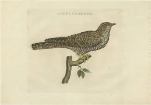 Sepp & Nozeman, Bird Illustration of the Common Cuckoo, 1809, Print