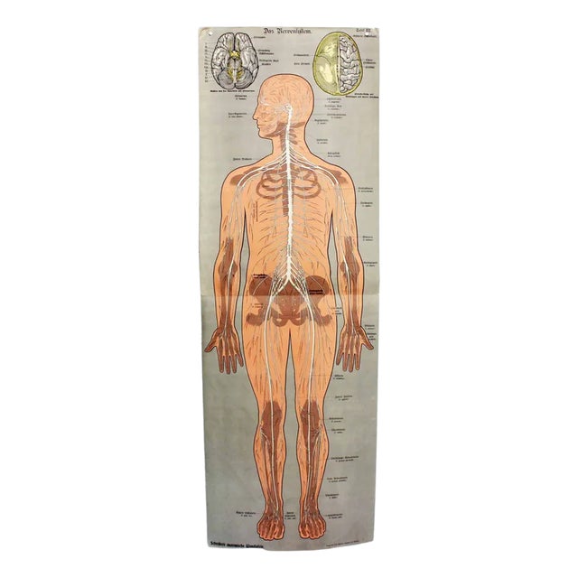 Antique Illustration Anatomy Poster For Sale