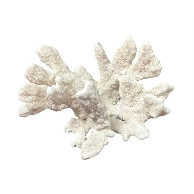White Large Natural White Coral Reef Specimen #4 For Sale - Image 8 of 9