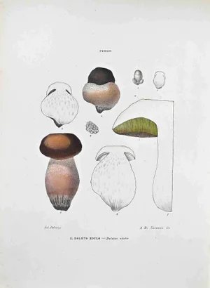 Vincenzo Tenore, The Boletus Eduli, Lithograph, 1870s