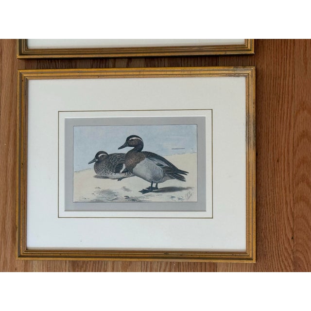 1930s 1930s Pair of Framed Antique Chromolithograph Duck Prints For Sale - Image 5 of 9