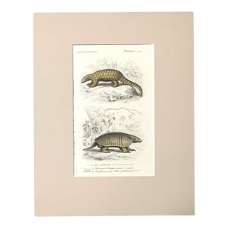 Original Antique D'Orbigny Hand-Colored Engraving, Armadillo & Pangolin, EUC For Sale