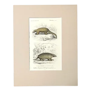 Original Antique D'Orbigny Hand-Colored Engraving, Armadillo & Pangolin, EUC