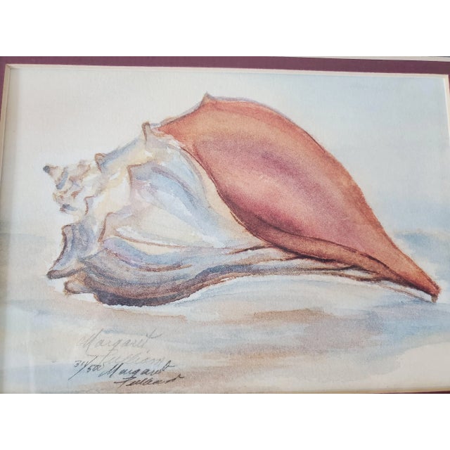 Serene vintage conch shell still life watercolor painting by Margarette Glidewell Pulliam. The framed and matted...