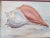 Serene vintage conch shell still life watercolor painting by Margarette Glidewell Pulliam. The framed and matted...