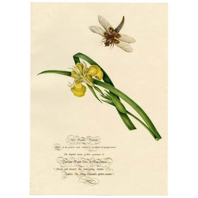 Louisa Hare, Yellow Water Iris with Dragonfly, 1800s, Watercolour For Sale - Image 4 of 7