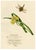 Louisa Hare, Yellow Water Iris with Dragonfly, 1800s, Watercolour For Sale - Image 4 of 7